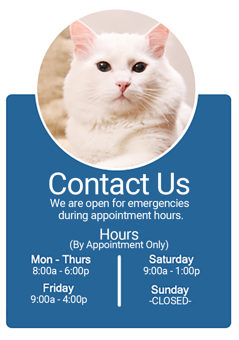 Contact Us Infographic