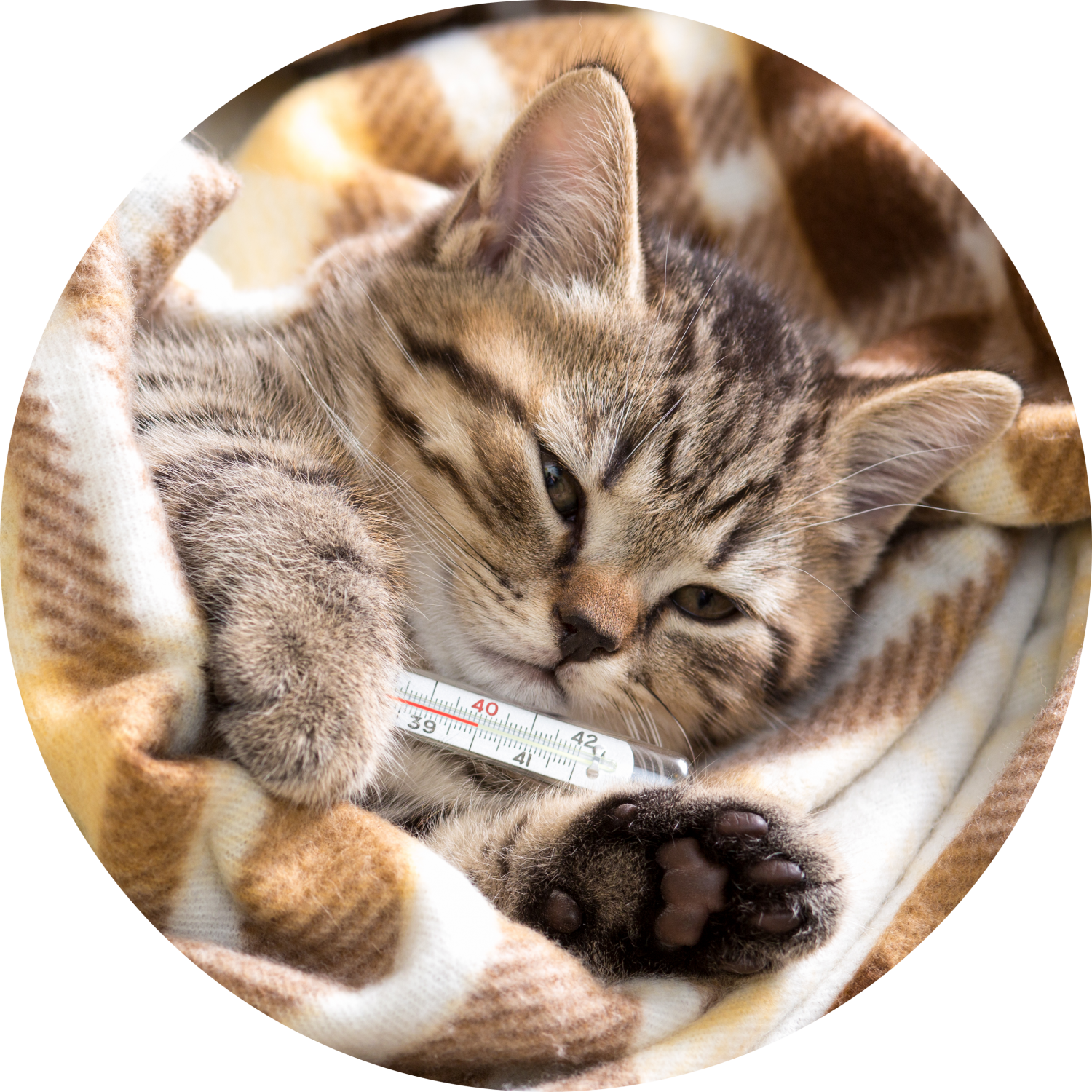 cat with thermometer 